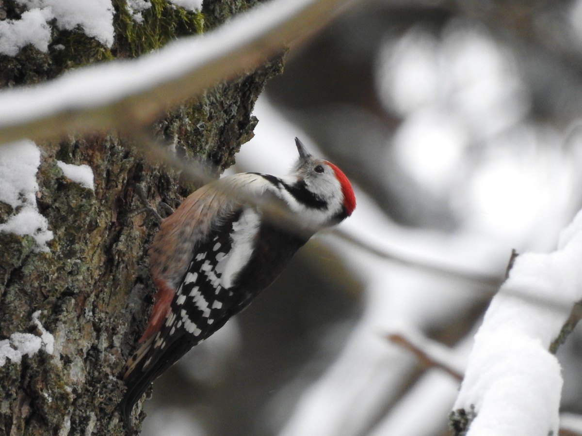 Middle Spotted Woodpecker - Natalia Kaporikova