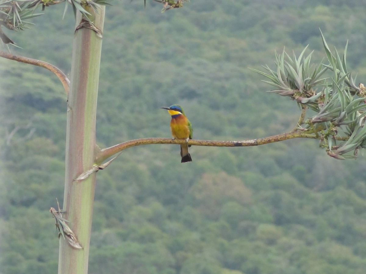 Ethiopian Bee-eater - ML611193141