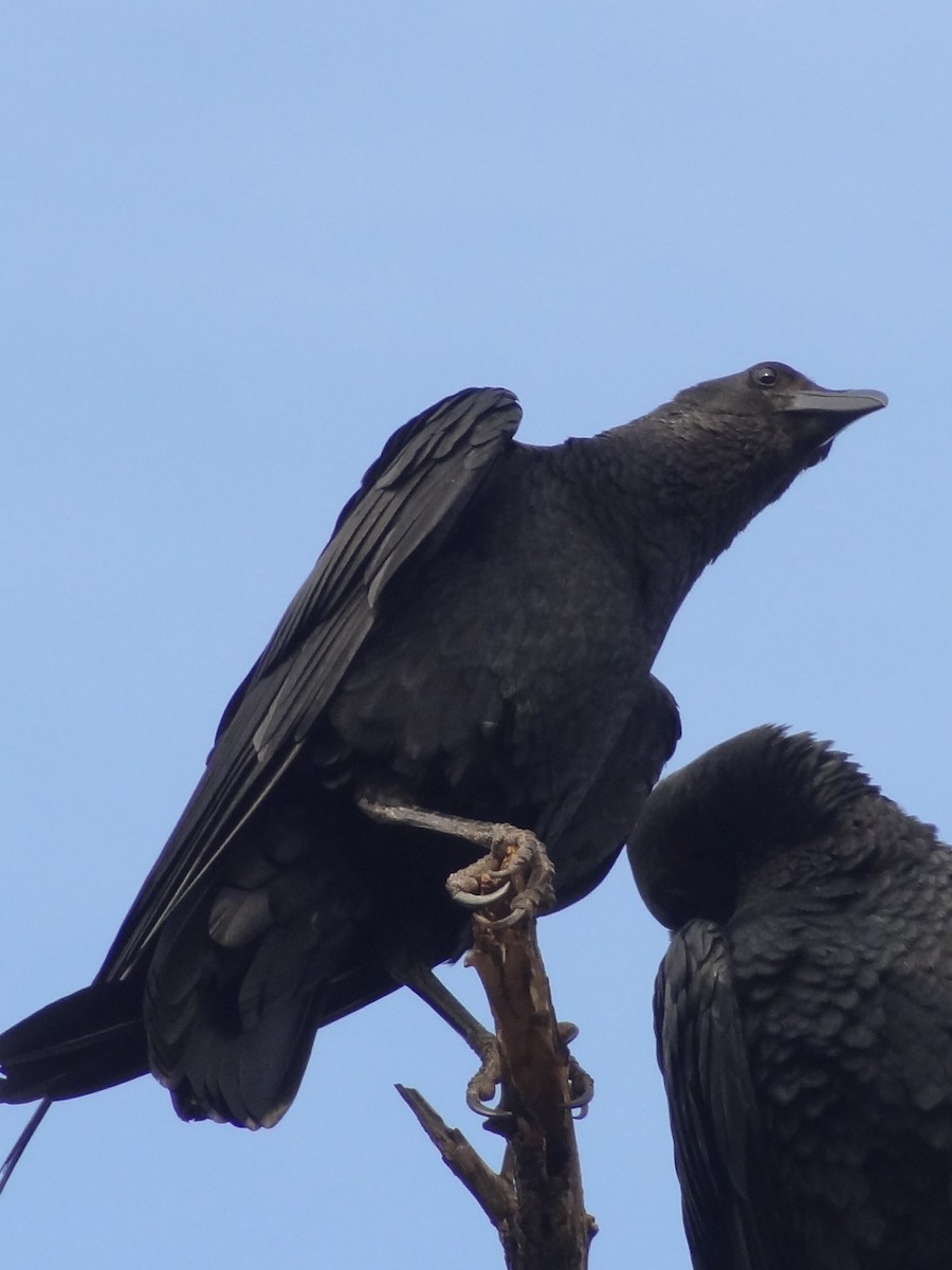 Fan-tailed Raven - ML611193159