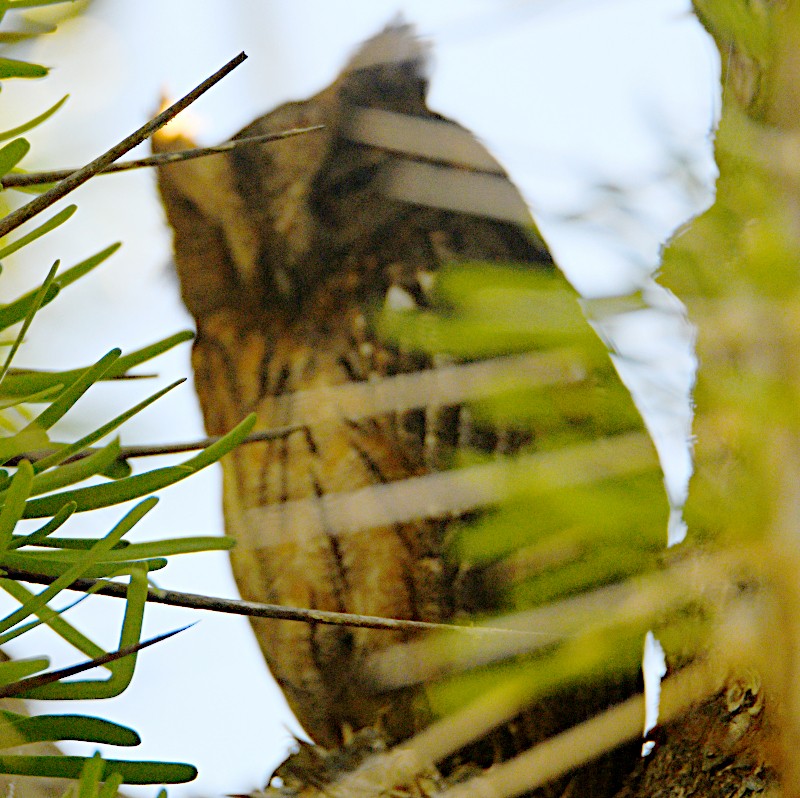 Madagascar Scops-Owl - ML611193371