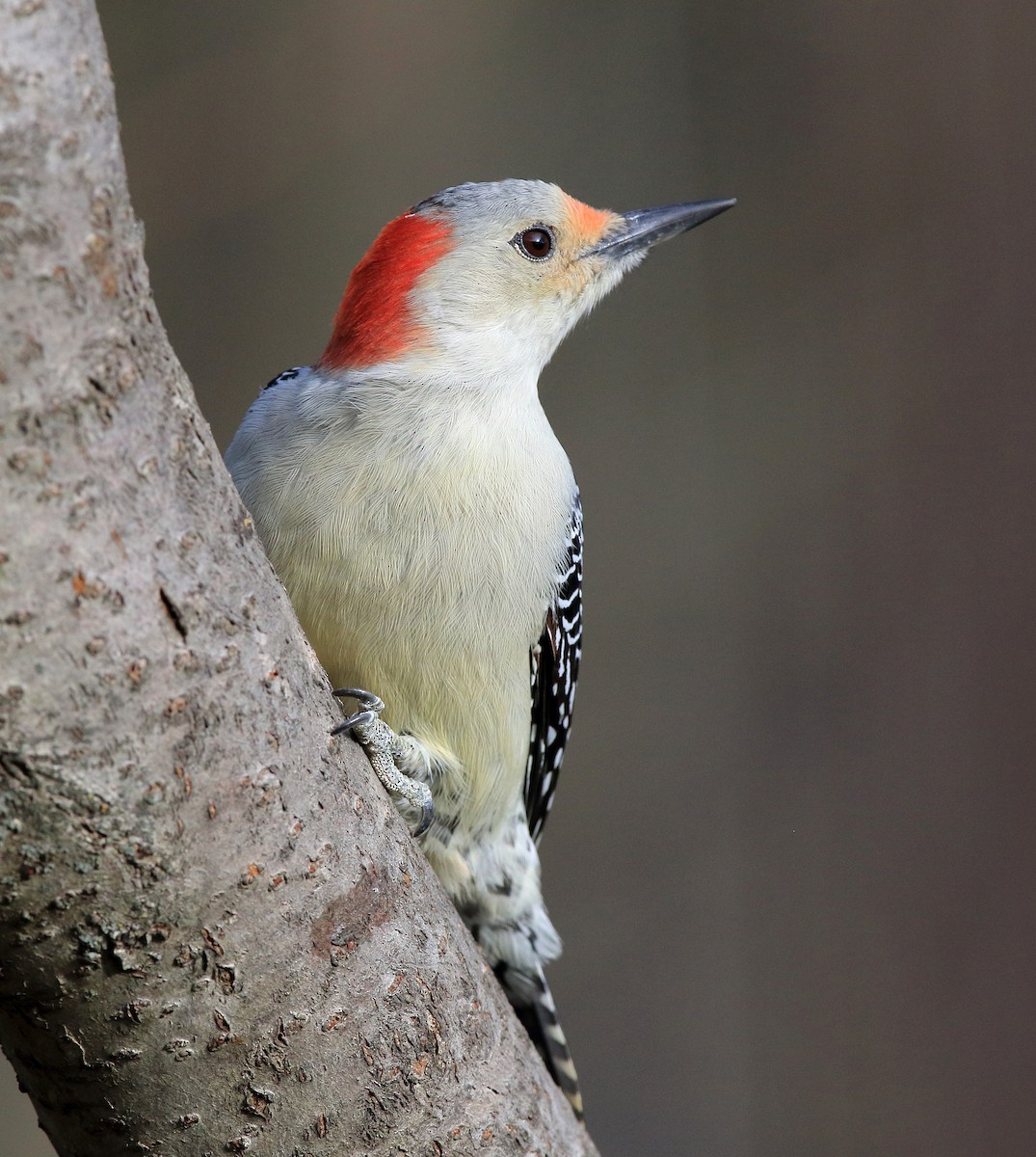 Red-bellied Woodpecker - ML611193789