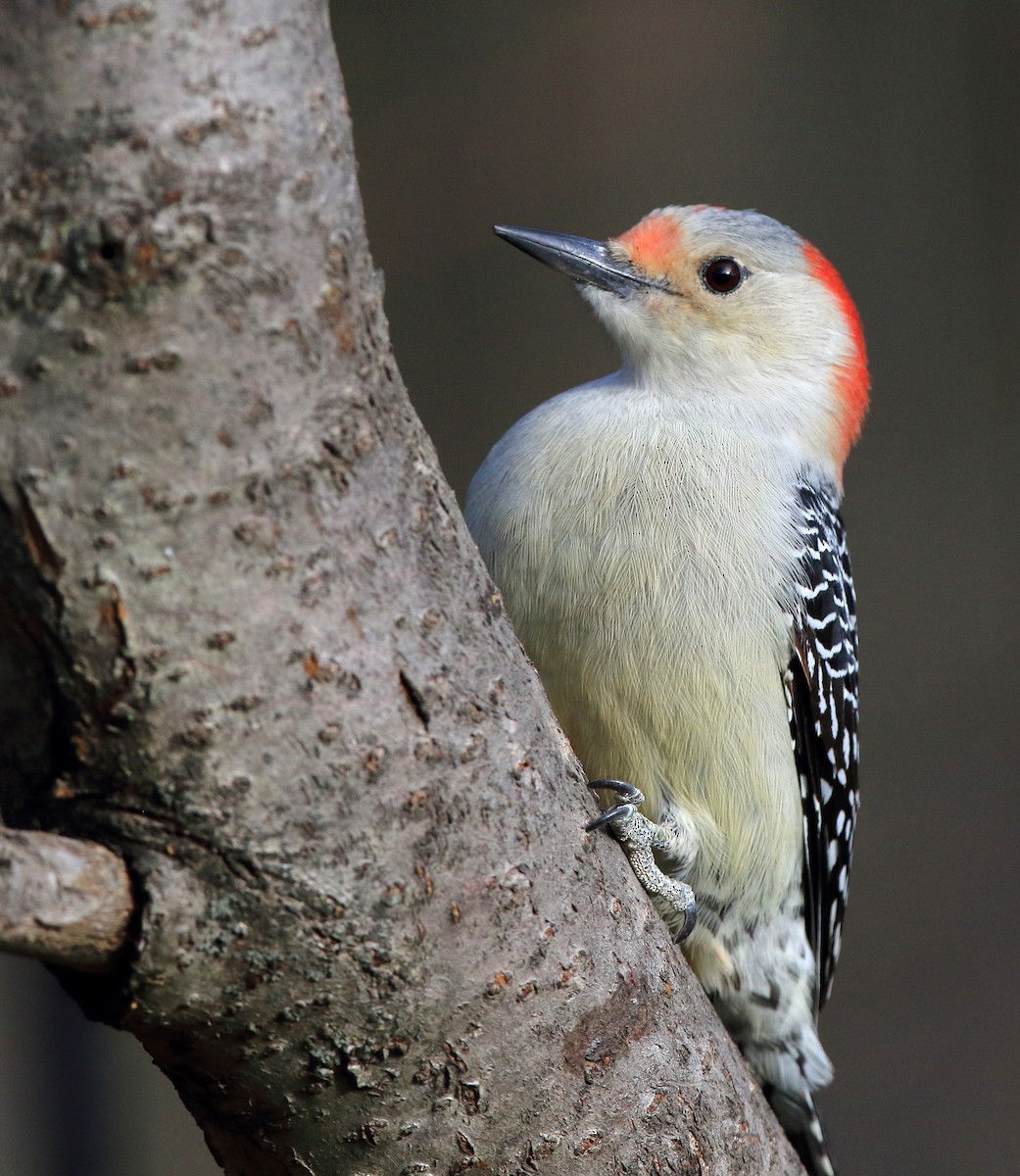 Red-bellied Woodpecker - ML611193792