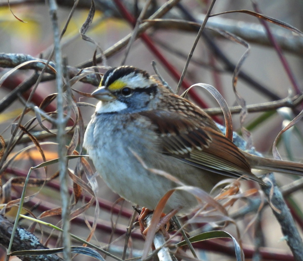White-throated Sparrow - Nancy Podgorski