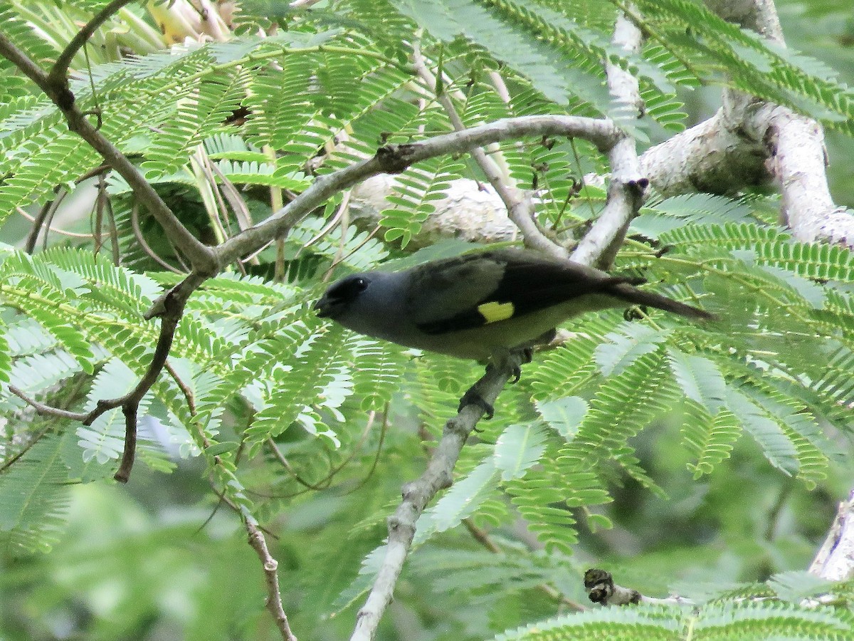 Yellow-winged Tanager - Simon Pearce