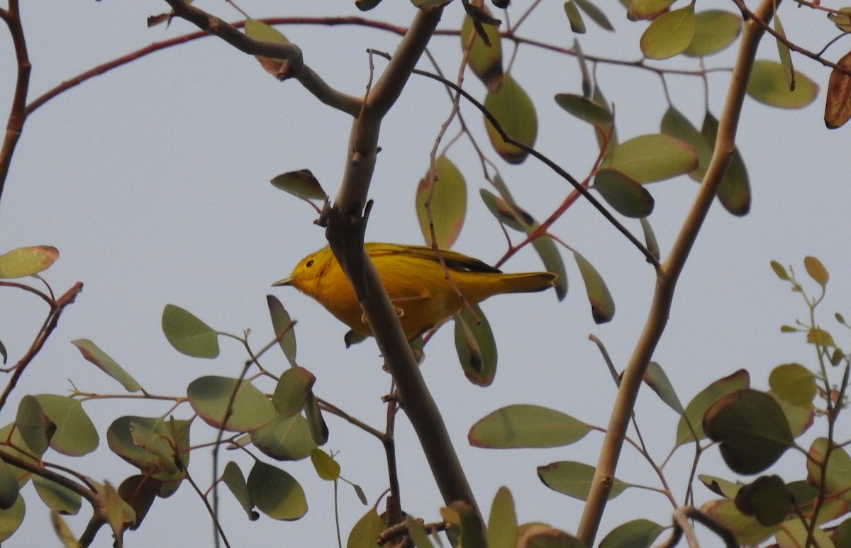 Yellow Warbler - ML611194481