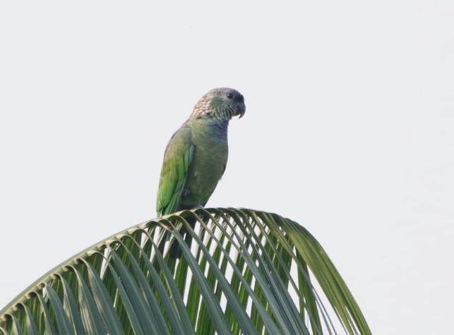 Папуга-червоногуз зеленощокий - ML611194497