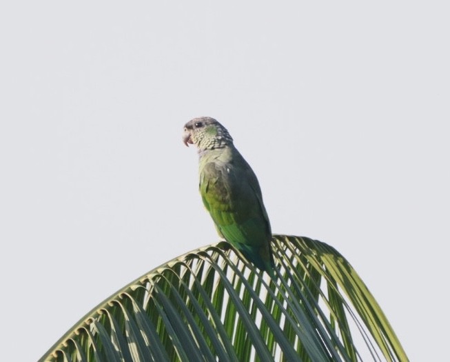 Папуга-червоногуз зеленощокий - ML611194499