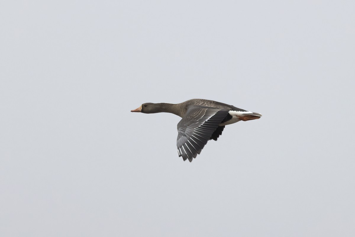 Greater White-fronted Goose - ML611194577