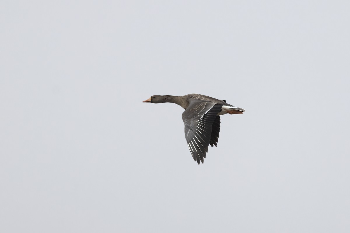 Greater White-fronted Goose - ML611194578