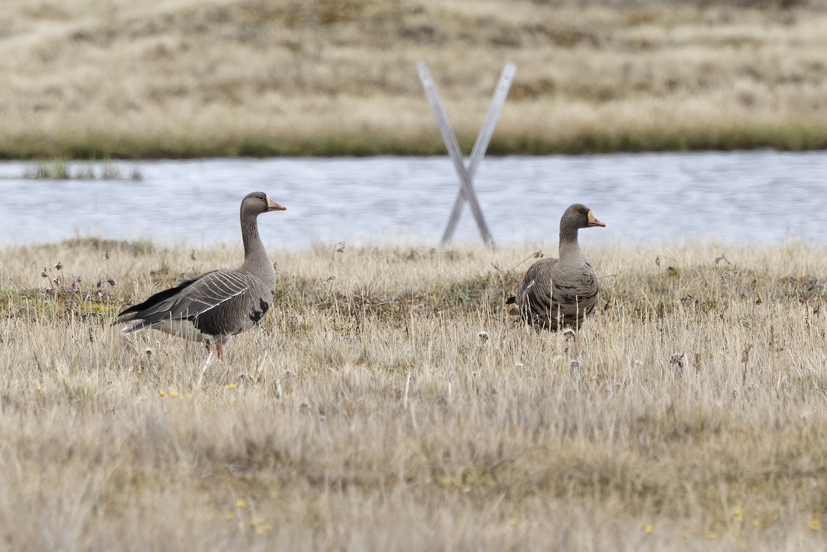 Greater White-fronted Goose - ML611194579