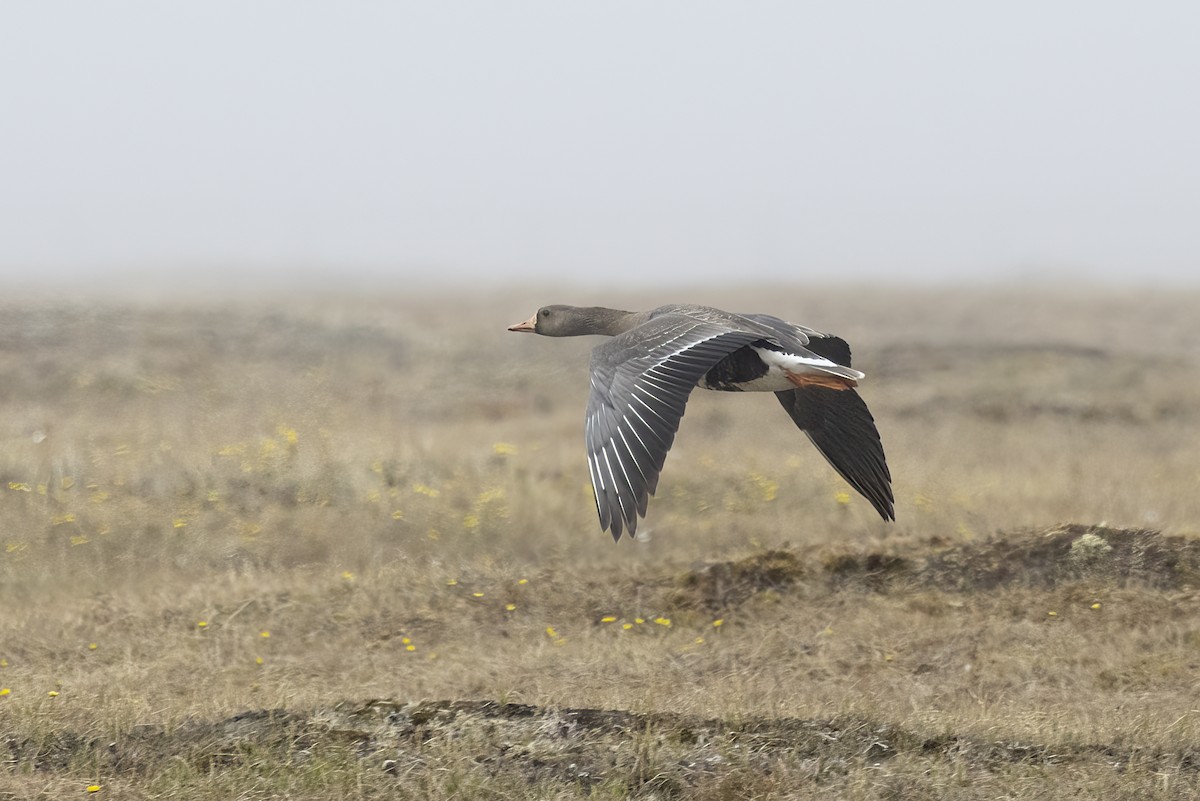 Greater White-fronted Goose - ML611194580