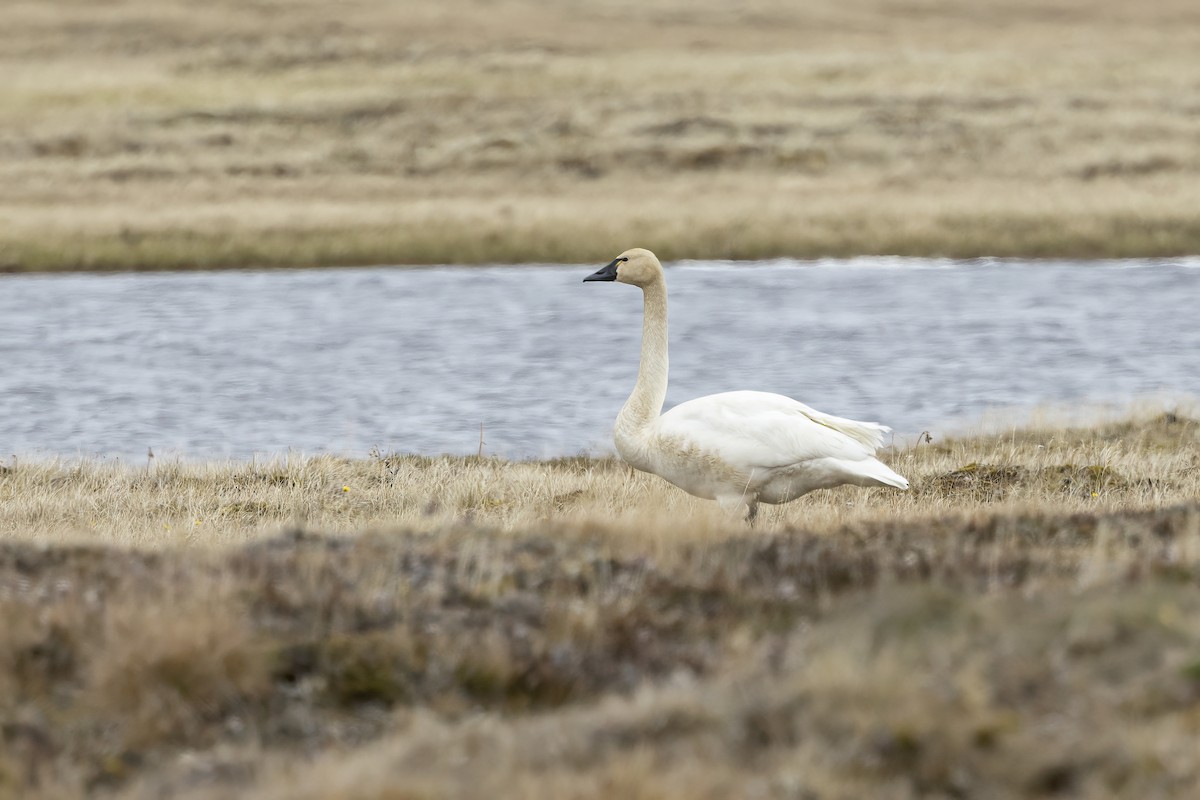 Tundra Swan - ML611194609