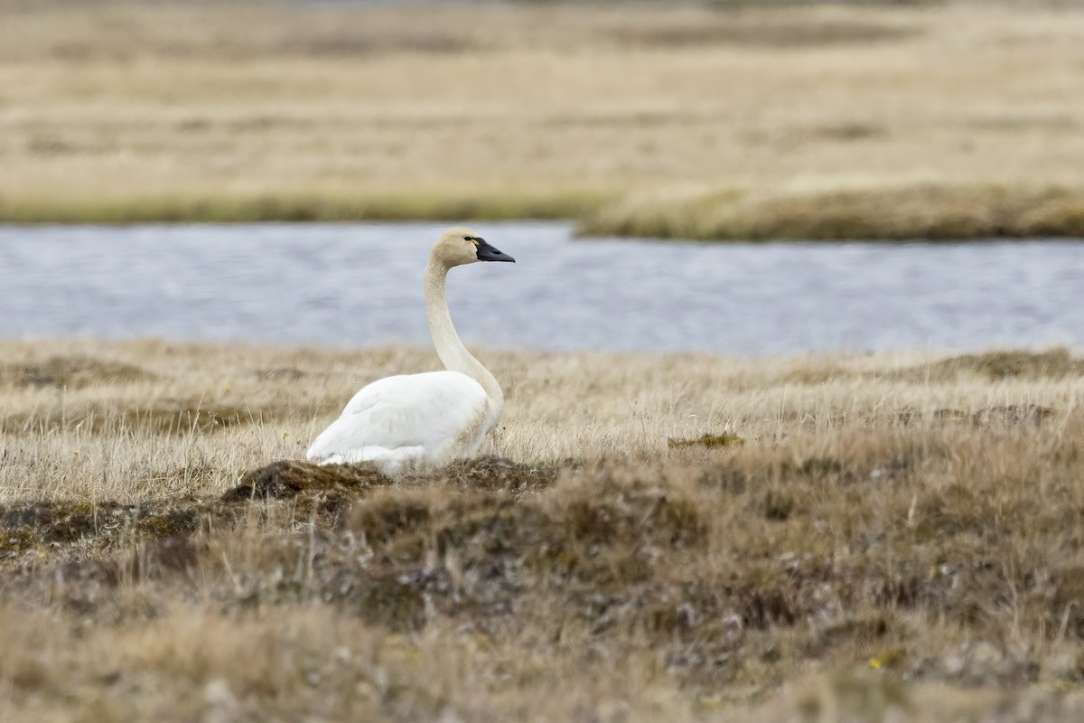 Tundra Swan - ML611194610