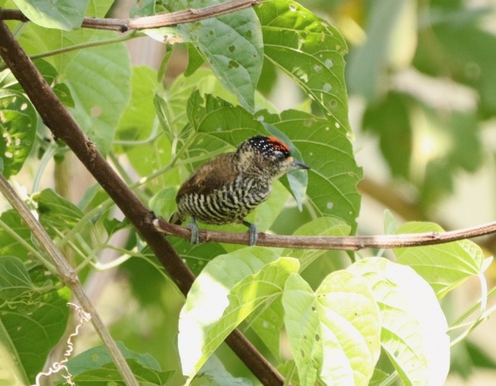 White-barred Piculet - ML611195102