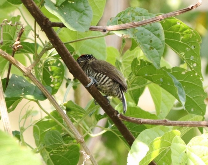 White-barred Piculet - ML611195103