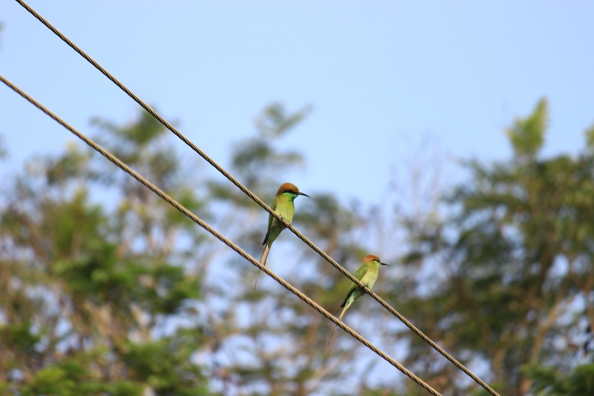 Asian Green Bee-eater - ML611195115