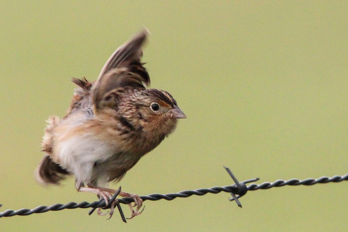 Grasshopper Sparrow - ML611195318