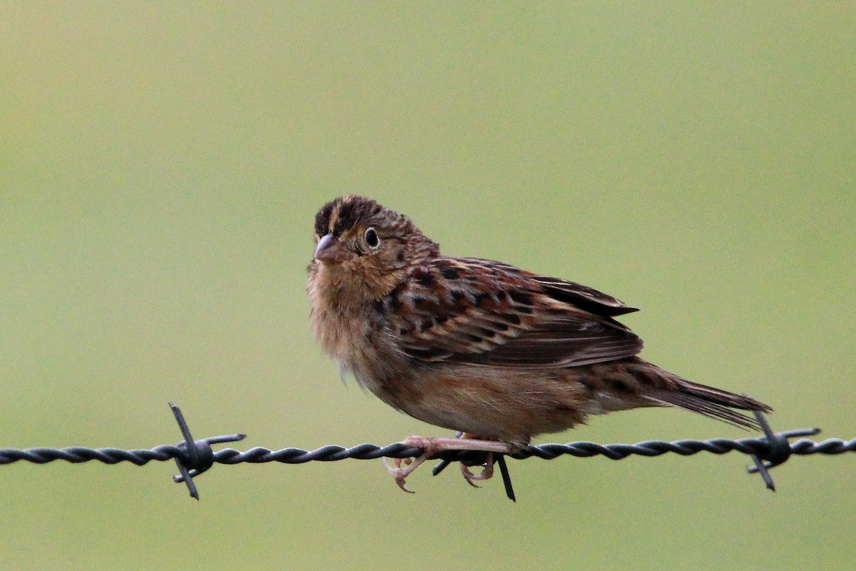 Grasshopper Sparrow - ML611195319