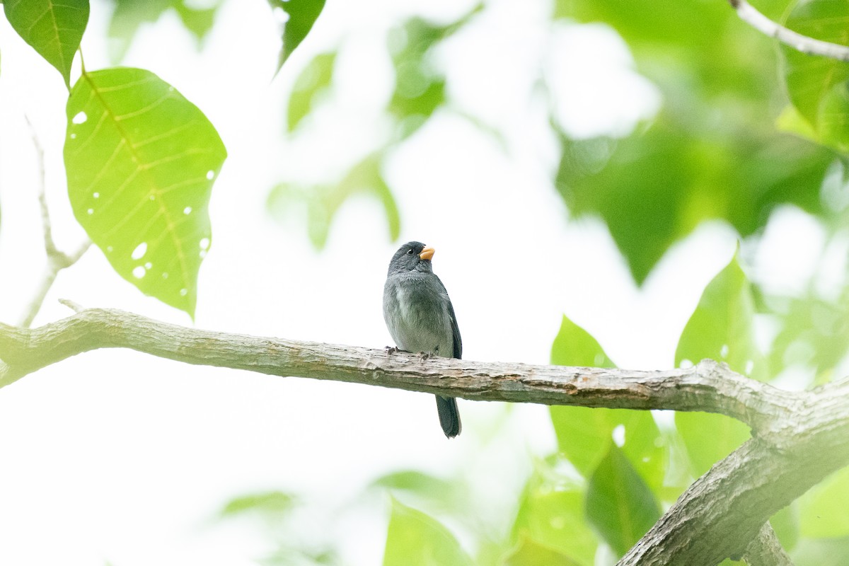 Gray Seedeater - ML611195692