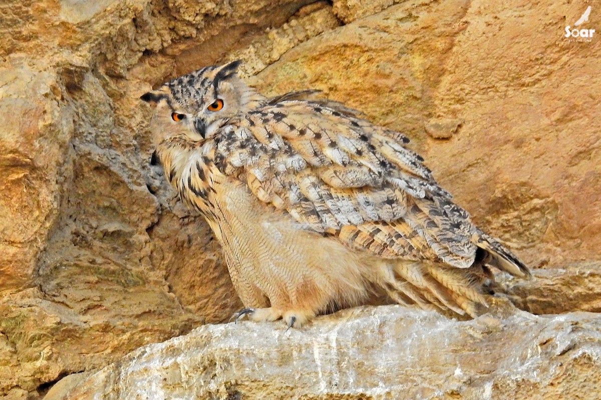 Eurasian Eagle-Owl - ML611195745