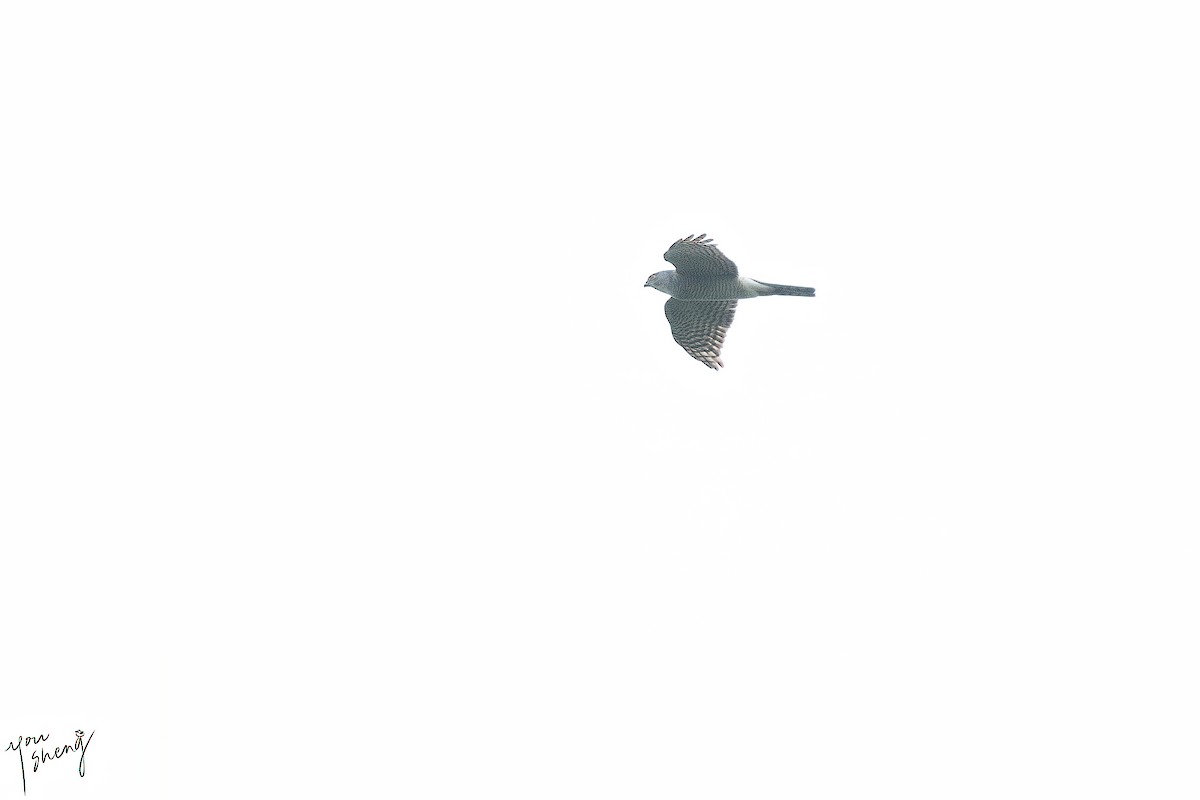 Japanese Sparrowhawk - ML611196201