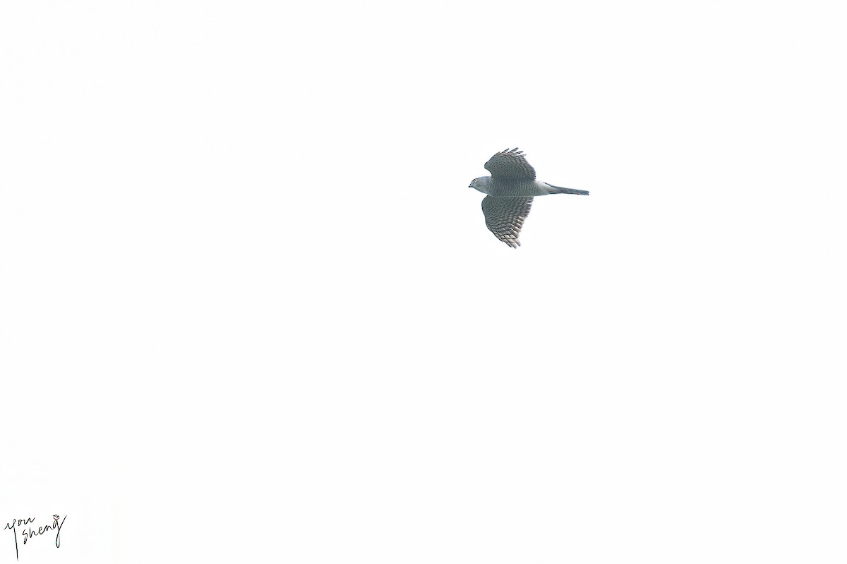 Japanese Sparrowhawk - ML611196202