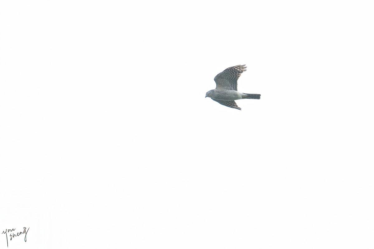 Japanese Sparrowhawk - ML611196204