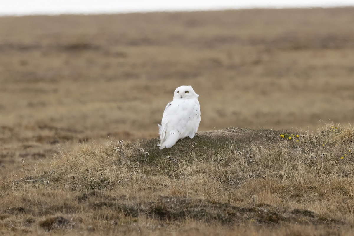 Snowy Owl - ML611196242
