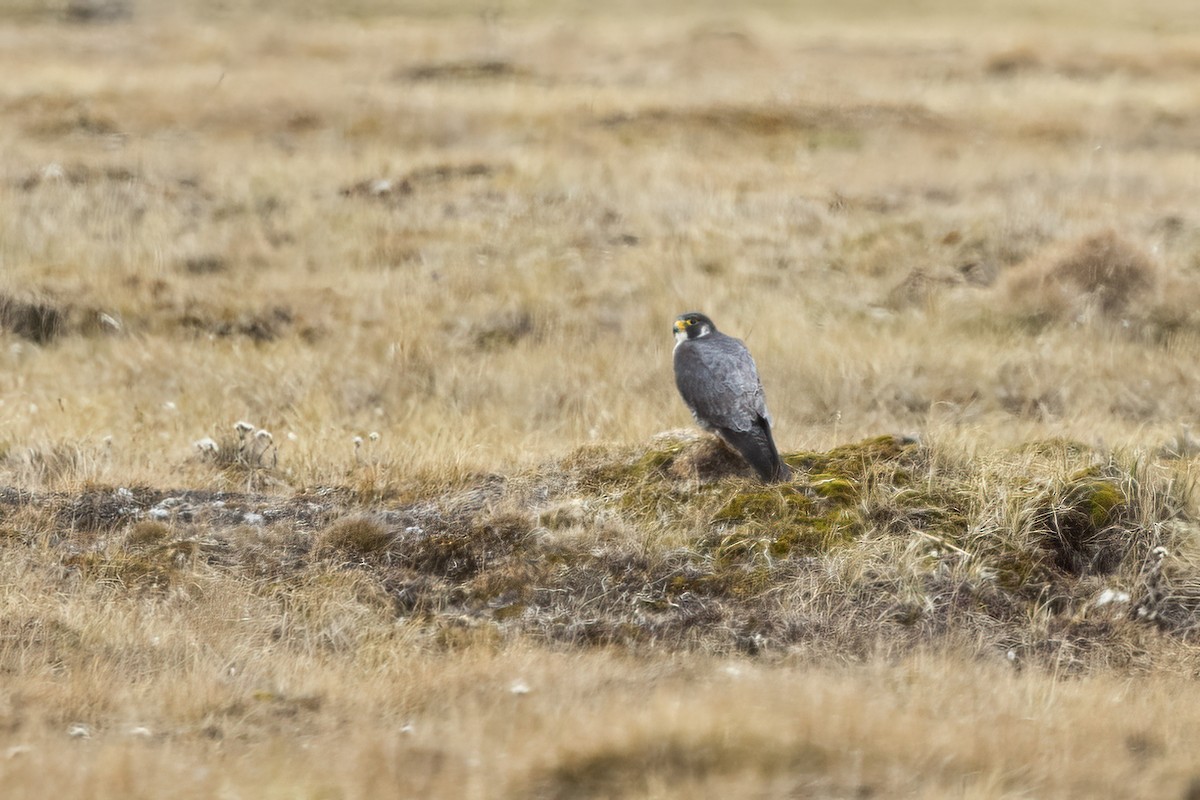 Peregrine Falcon (Tundra) - ML611196253