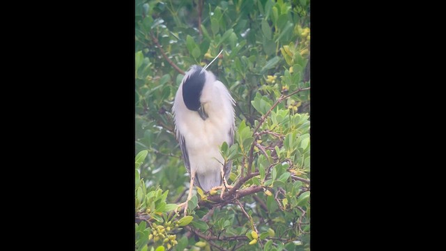 Black-crowned Night Heron - ML611196272