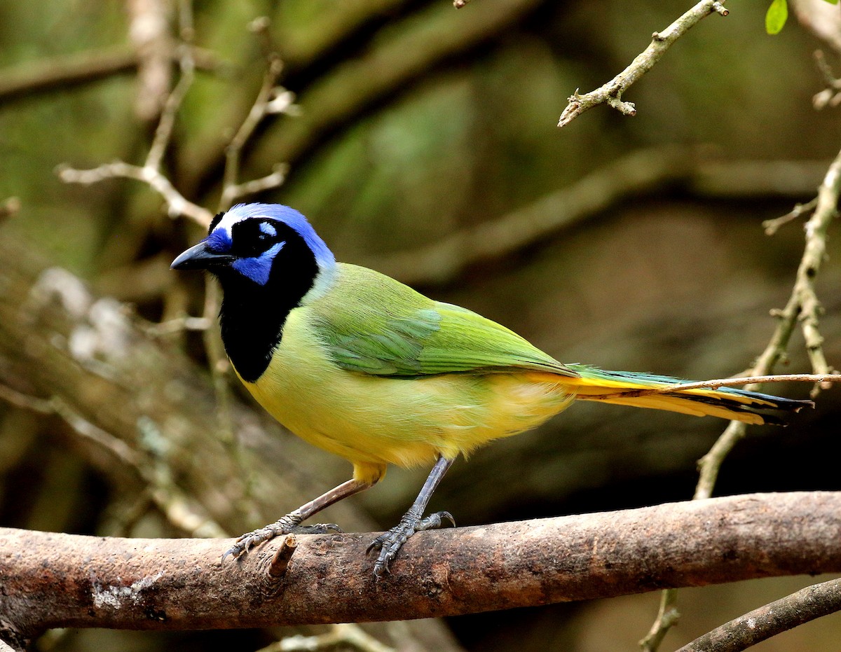 Green Jay - ML611196318