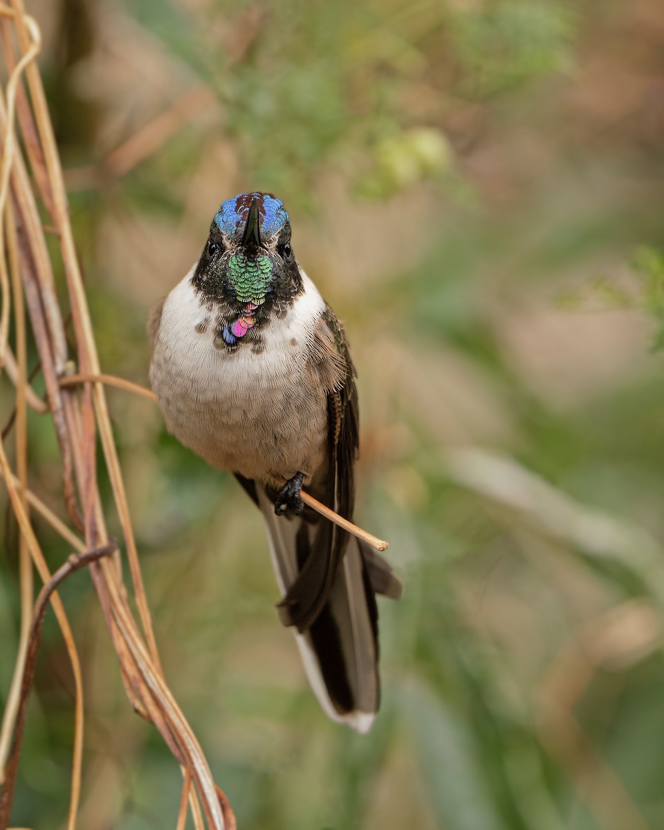 kolibřík výšinový (ssp. nobilis) - ML611196796