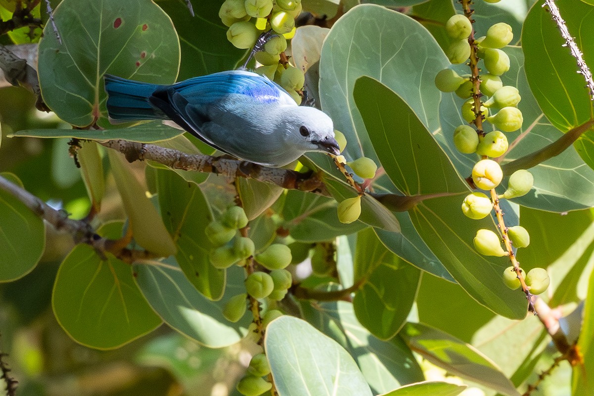 Blue-gray Tanager - ML611197141