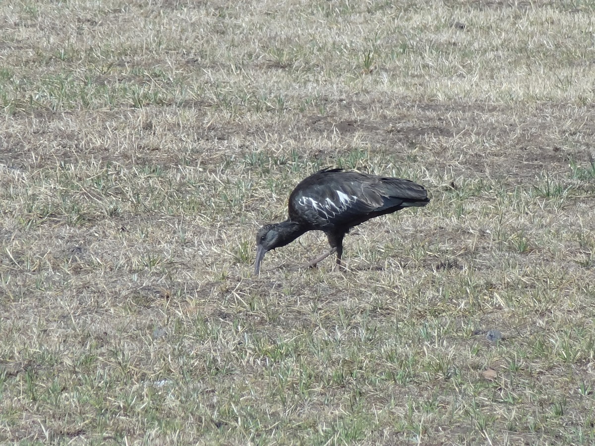ibis etiopský - ML611197424
