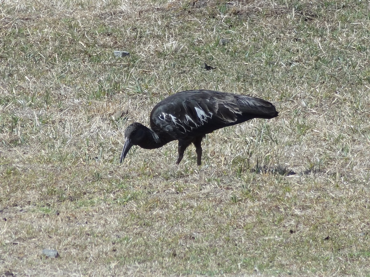 ibis etiopský - ML611197425