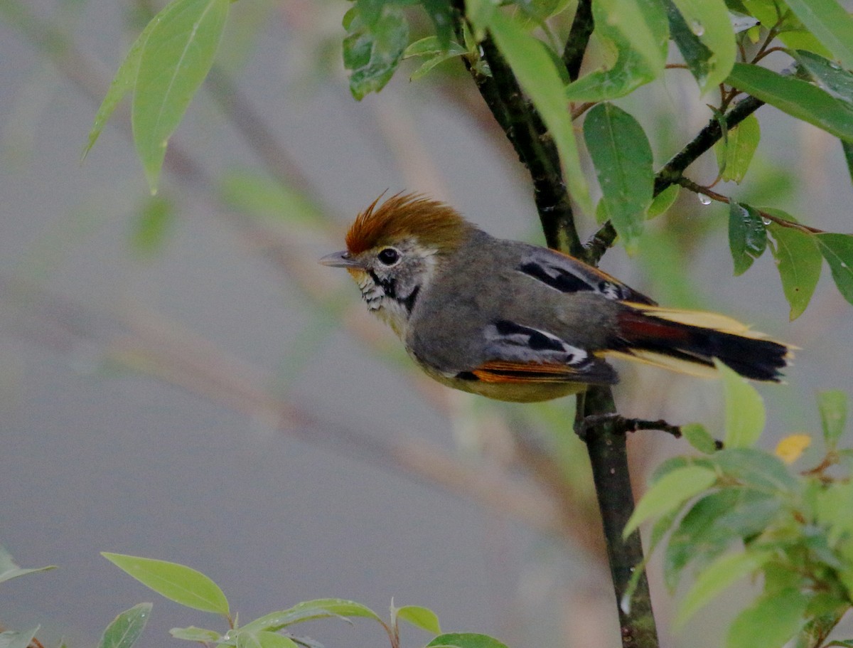 Chestnut-tailed Minla - Anshuman Sarkar