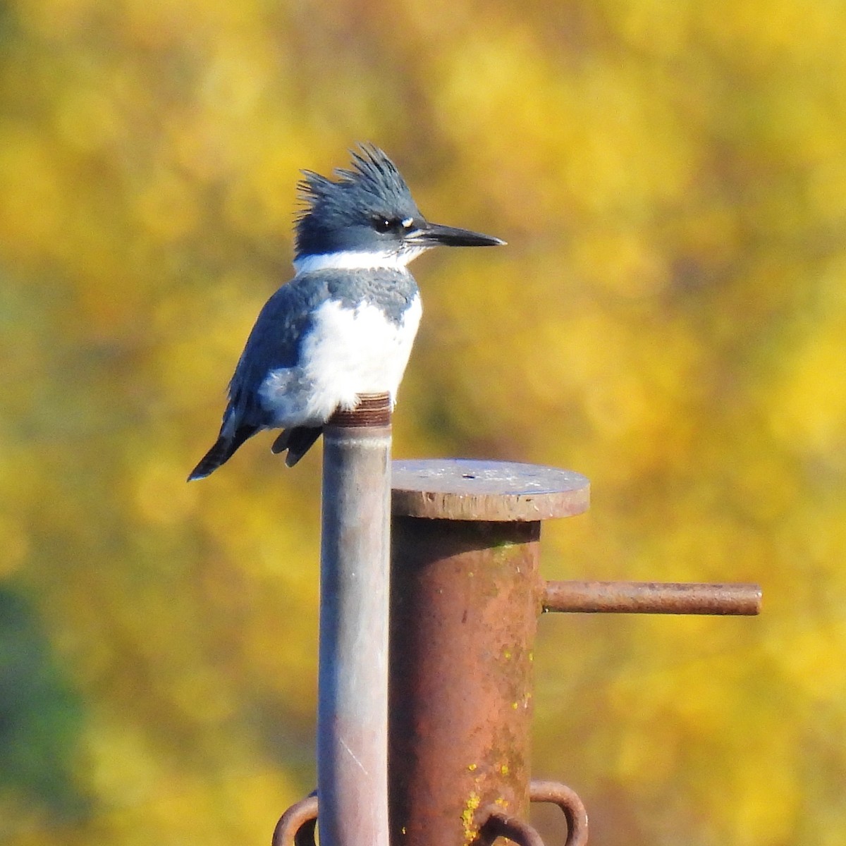 Belted Kingfisher - ML611198015