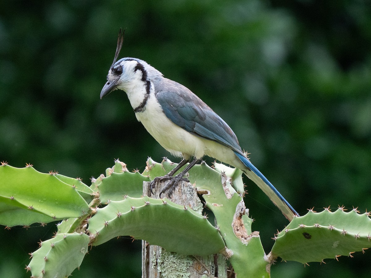 White-throated Magpie-Jay - ML611198022