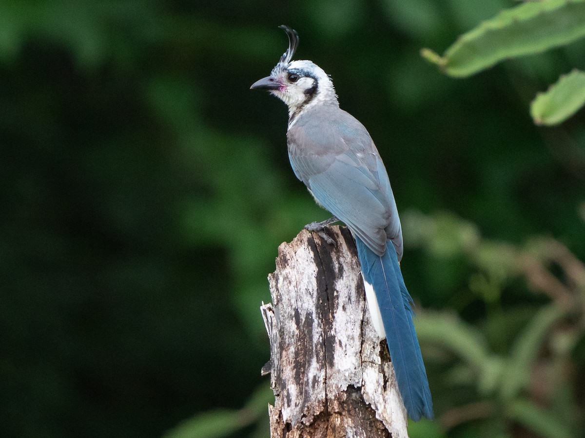 White-throated Magpie-Jay - ML611198023