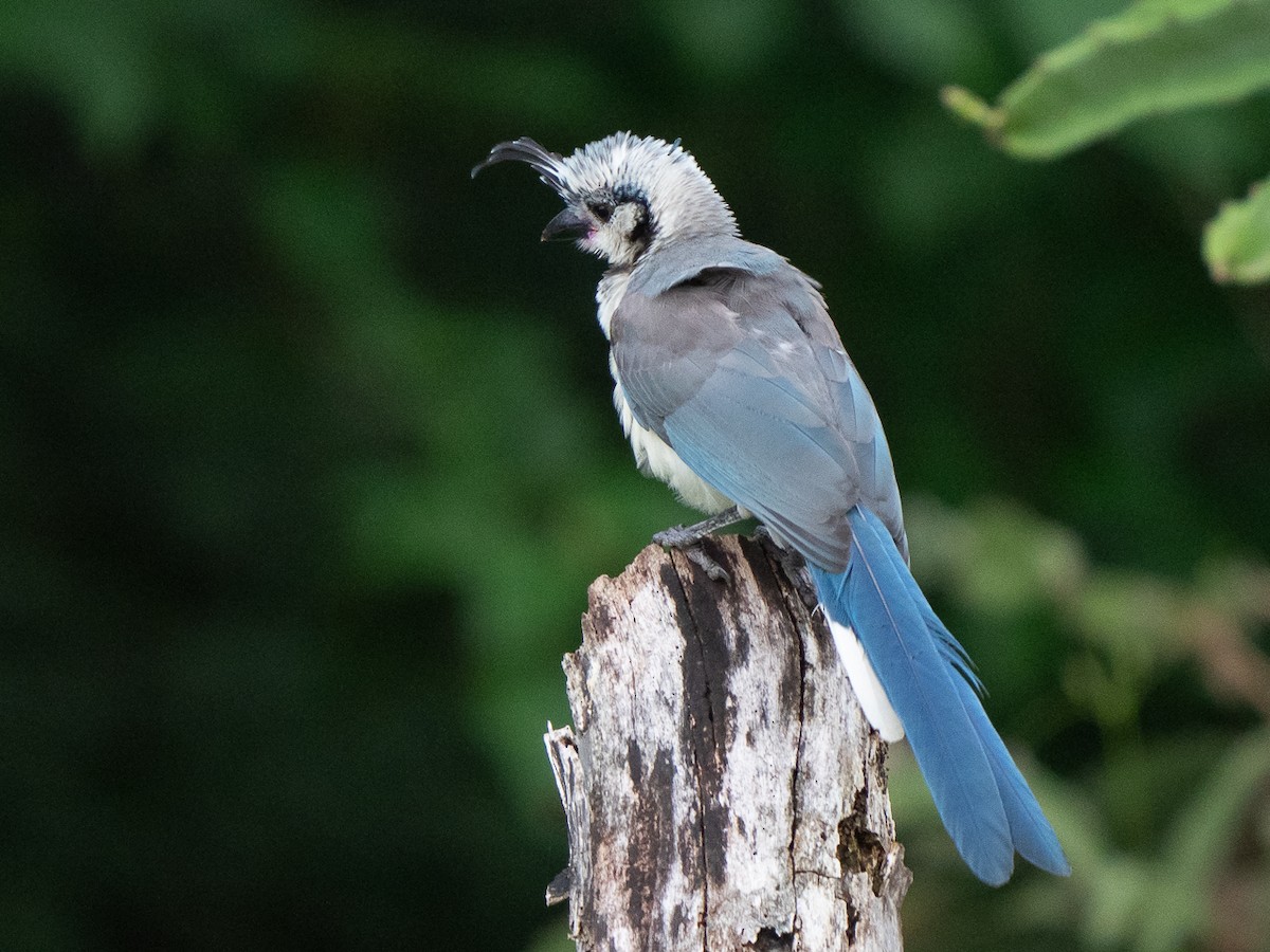 White-throated Magpie-Jay - ML611198024