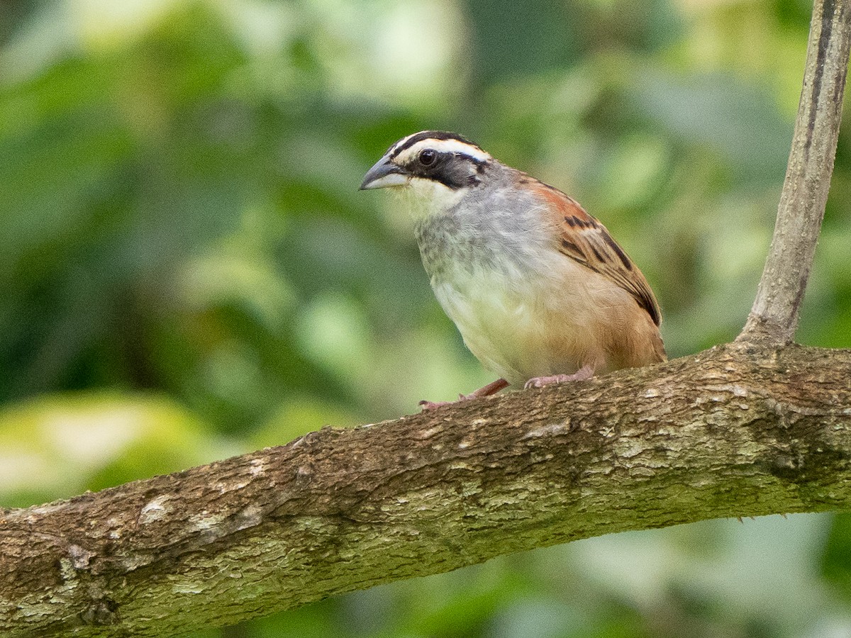 Stripe-headed Sparrow - ML611198047