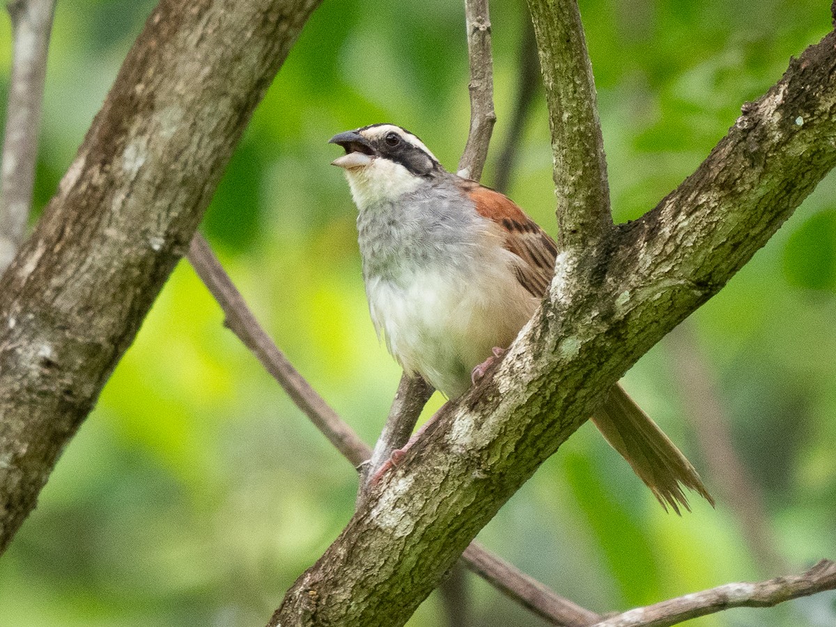 Stripe-headed Sparrow - ML611198053