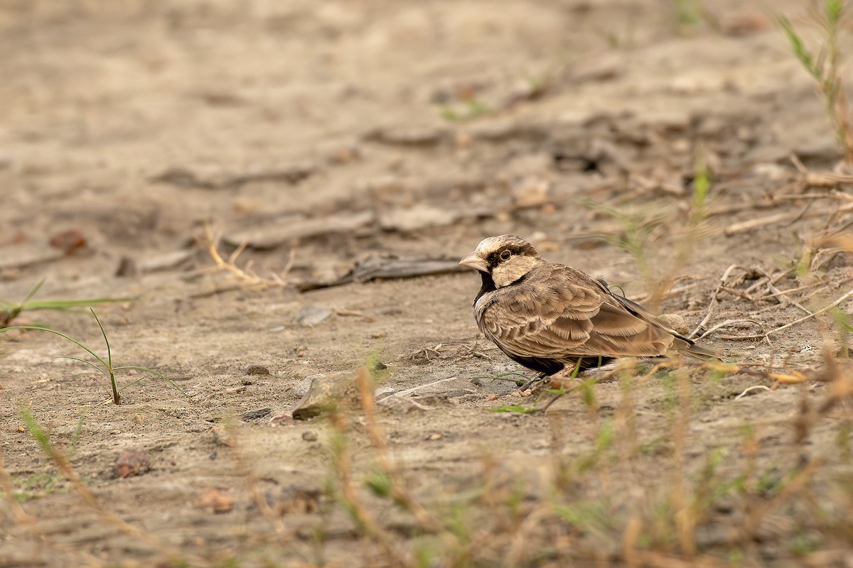 Ashy-crowned Sparrow-Lark - ML611198057