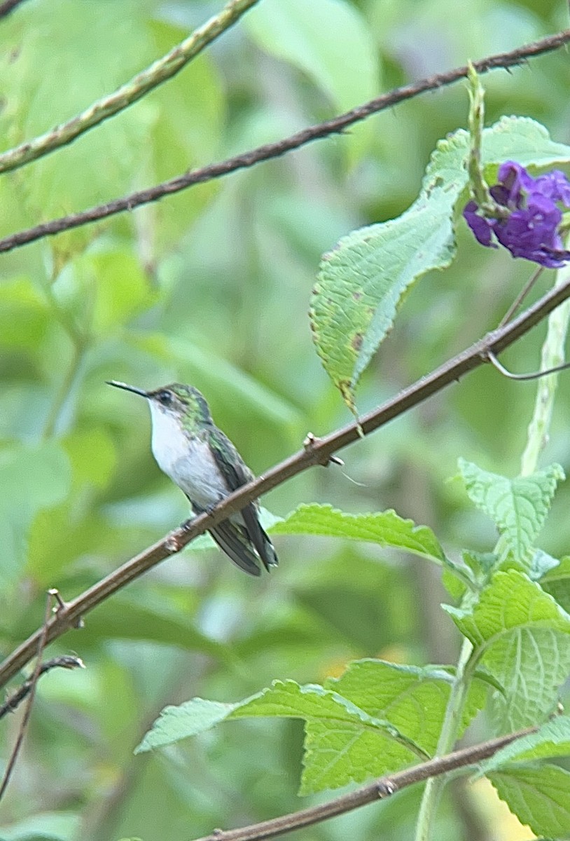 kolibřík běločelý - ML611198069