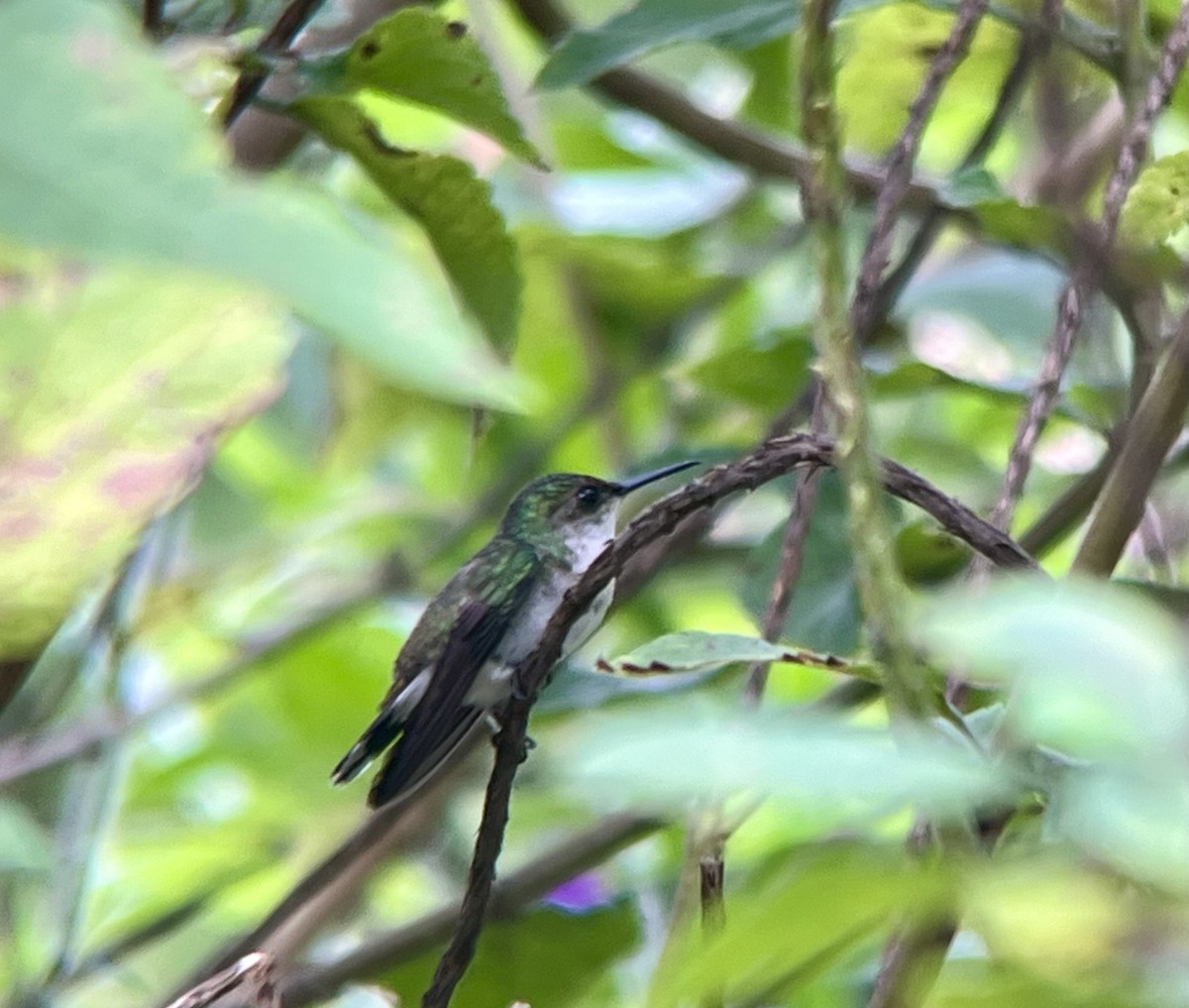kolibřík běločelý - ML611198070