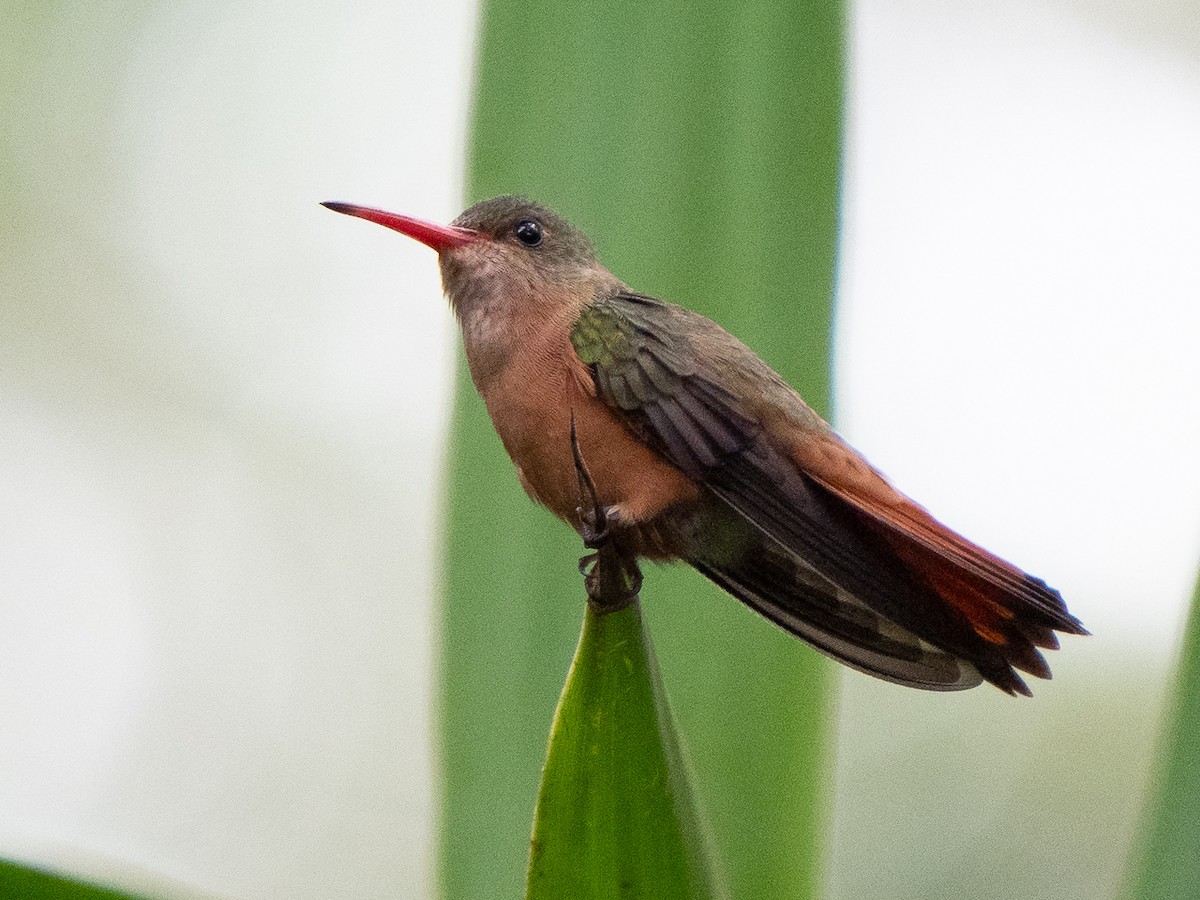 kolibřík ryšavý - ML611198122