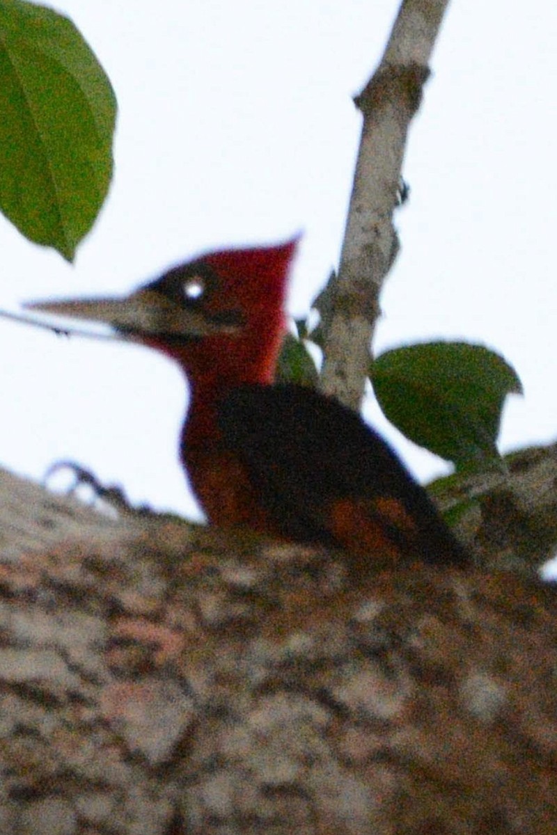 Red-necked Woodpecker - ML611198635