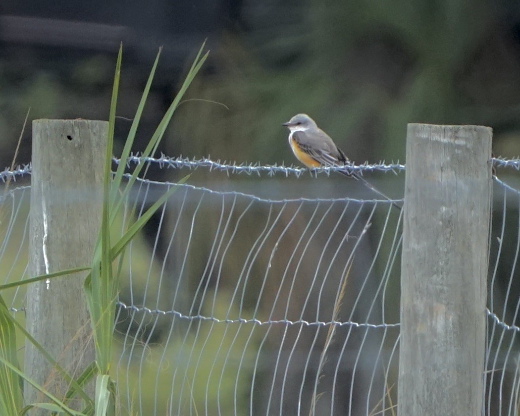 eBird Checklist 16 Nov 2023 The Celery Fields 26 species