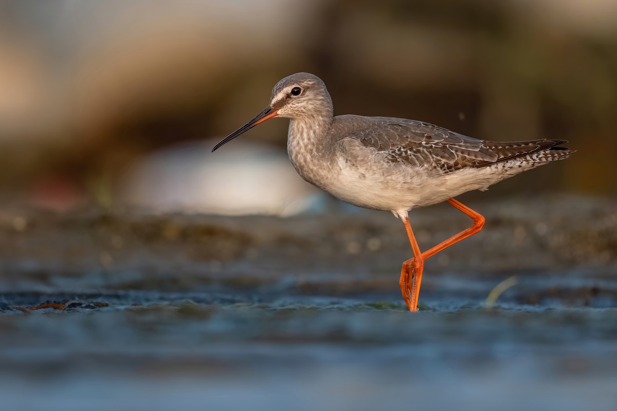 Spotted Redshank - ML611200112