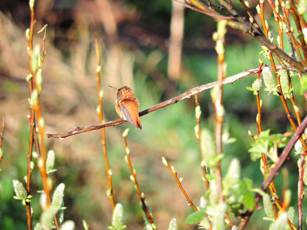 Rufous Hummingbird - ML611200258